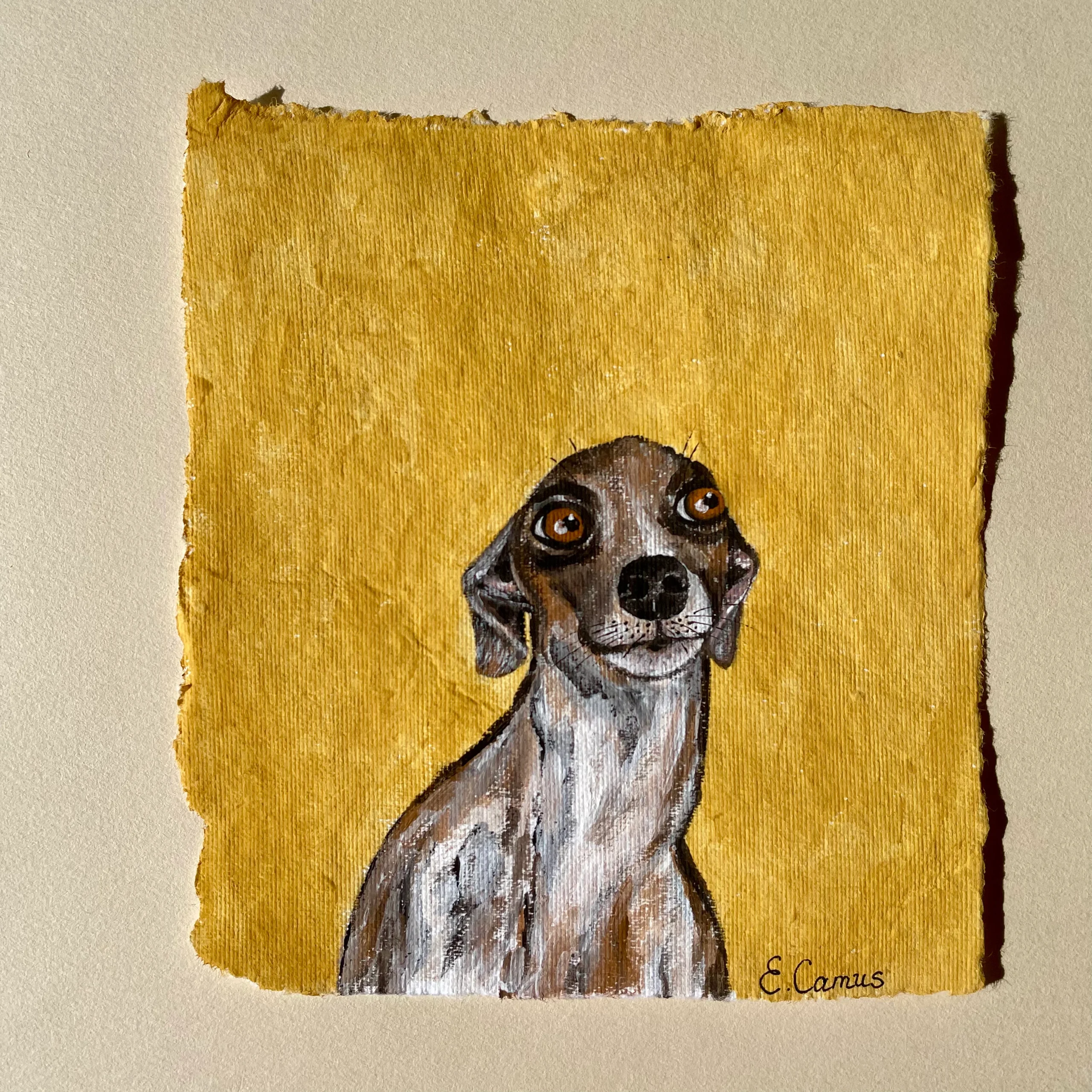 italian greyhound portrait